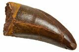 Serrated, Carcharodontosaurus Tooth - Real Dinosaur Tooth #329880-1